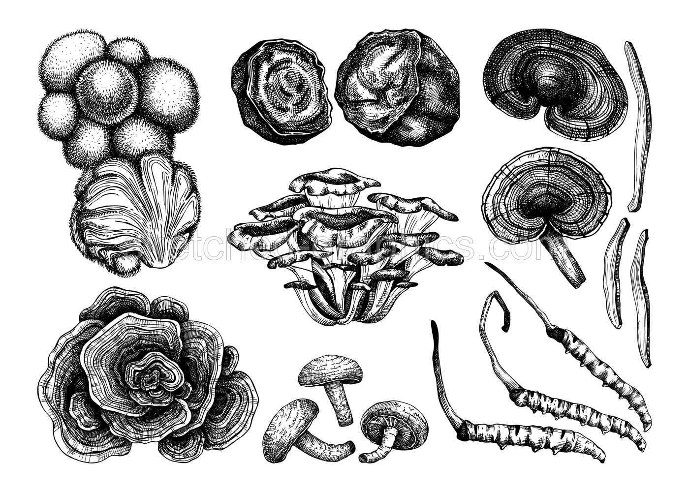 Medicinal mushrooms illustration collection. Adaptogenic plants sketches. Perfect for recipe, menu, label, icon, packaging, Hand sketched mushrooms outlines. Botanical set Illustration